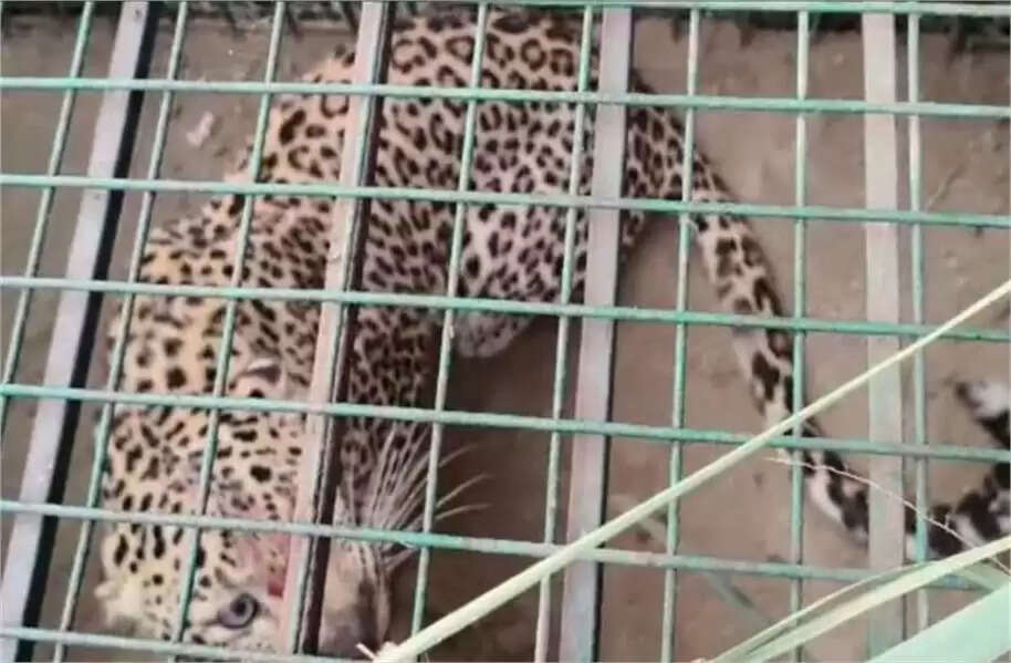 Leopard caught