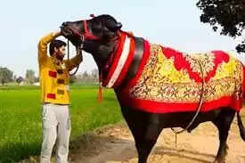 buffalo Yuvraj