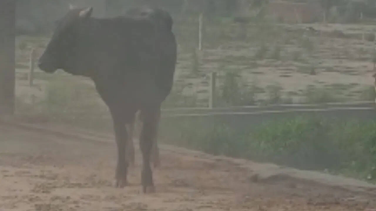 उत्तर प्रदेश
